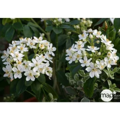 Choisya ternata : ctr 2 litres