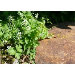 CLASSGARDEN - Pas japonais corten irrégulier - pack de 12 pièces