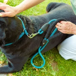 Collier semi-étranglé pour chiens sport extreme cs13/60, longe en nylon robuste, ajustable, azur-bleu