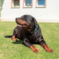 Collier semi-étranglé pour chiens sport extreme cs13/60, longe en nylon robuste, ajustable, marron-noir