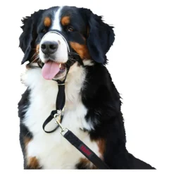 COMPANY OF ANIMALS - Collier d'entraînement pour chiens halti noir muselière (40-54 cm)