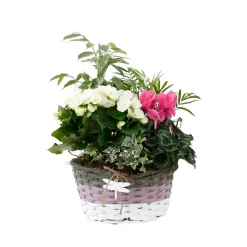 Composition Panier Fleuri : 5 plantes- Coloris variables (N5).