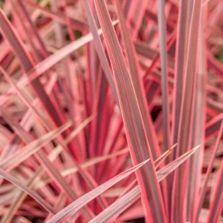 Cordyline australis 'Charlie Boy' : pot 7 L