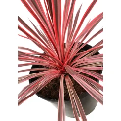 Cordyline australis 'Charlie Boy' : pot 7 L