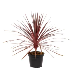 Cordyline australis 'Charlie Boy' : pot 7 L