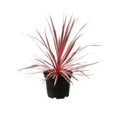 Cordyline australis 'Charlie Boy' : pot 7 L