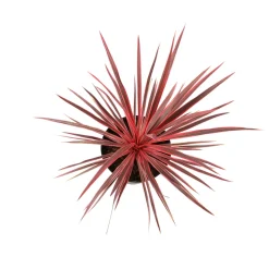 Cordyline australis 'Charlie Boy' : pot 7 L