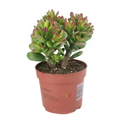 Crassula Hobbit : Pot D.12cm
