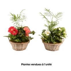 CREATION TRUFFAUT - Compo 4 plantes d'intérieur en panier H45cm