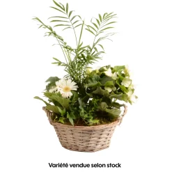 CREATION TRUFFAUT - Compo 4 plantes d'intérieur en panier H45cm