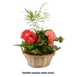 CREATION TRUFFAUT - Compo 4 plantes d'intérieur en panier H45cm