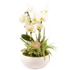 CREATION TRUFFAUT - Compo Orchidée et 2 plantes, pot D23cm