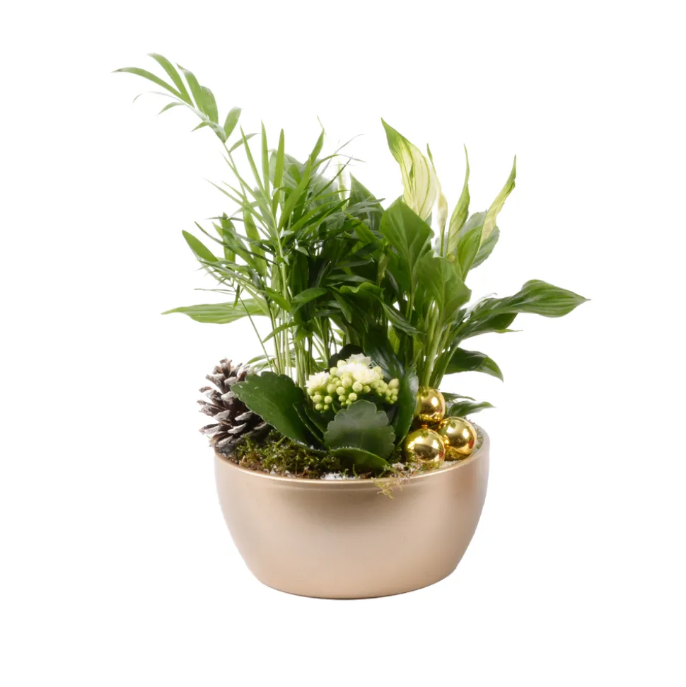 CREATION TRUFFAUT - Compo Orchidée et 3 plantes H35cm, pot D19cm