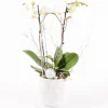 CREATION TRUFFAUT - Composition - Phalaenopsis 2 tiges + Calathea - D 18cm