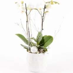 CREATION TRUFFAUT - Composition - Phalaenopsis 2 tiges + Calathea - D 18cm