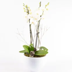 CREATION TRUFFAUT - Composition cérémonie avec Phalaenopsis 4 tiges - Pot D 27cm - H 70cm