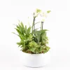 CREATION TRUFFAUT - Composition orchidée et 3 plantes : pot D.20cm