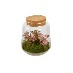 CREATION TRUFFAUT - Composition Hypoestes et Fittonia dans terrarium de D.15cm/H.17cm
