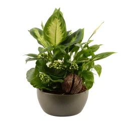 CREATION TRUFFAUT - Composition "Forêt" de 3 plantes : contenant D.19cm