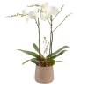 CREATION TRUFFAUT - Composition Phalaenopsis ramifié- 2 tiges - Pot D 18cm - H 75cm