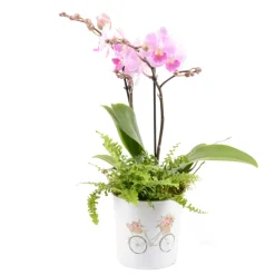 CREATION TRUFFAUT - Composition orchidées Kolibri : pot décoratif D.12,5xH.45cm