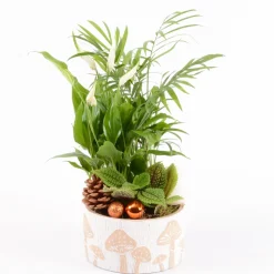 CREATION TRUFFAUT - Composition Nature - 3 plantes - D16cm