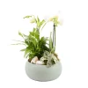 CREATION TRUFFAUT - Composition Phalaenopsis avec 3 plantes - Cache pot vert D.20cm/H.45cm