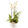 CREATION TRUFFAUT - Composition florale Phalaenopsis avec 4 plantes - Pot D.25cm/H.65cm
