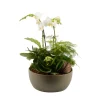 CREATION TRUFFAUT - Compostion Phalaenopsis et 4 plantes vertes : pot D.23cm