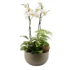 CREATION TRUFFAUT - Composition "Forêt" 4 plantes avec un Phalaenopsis : contenant D.30cm