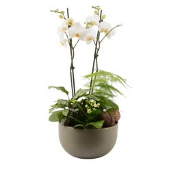 CREATION TRUFFAUT - Composition "Forêt" 4 plantes avec un Phalaenopsis : contenant D.30cm