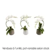 CREATION TRUFFAUT - Orchidée, Phalaenopsis : pot 'floris' D.14cm