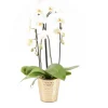 CREATION TRUFFAUT - Phalaenopsis cascade- 2 tiges - Pot D 13cm - H 65cm