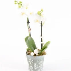 CREATION TRUFFAUT - Phalaenopsis Kolibri - 2 Tiges - Pot D 11cm- Hauteur 40cm
