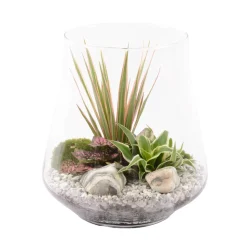 CREATION TRUFFAUT - Terrarium de 4 plantes - D.25cm/H.27cm