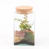 CREATION TRUFFAUT - Terrarium Carré - 2 plantes - D 11cm