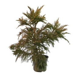 Cryptomeria japonica 'Cristata' H 40/60 cm - pot 3L