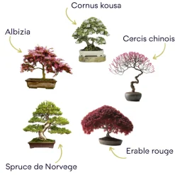 CULTIVEA - Cultivea kit bonsaï premium prêt à pousser