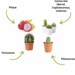 CULTIVEA - Kit Prêt à Pousser Cactus - Pitaya “Fruit du Dragon “, Ferocactus, Pilosocereus et Cactus mix - Idée Cadeau