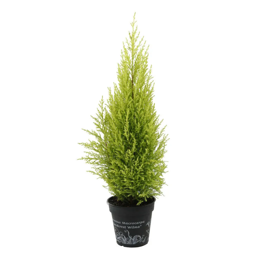 Cupressus macrocarpa Goldcrest : pot d.13cm