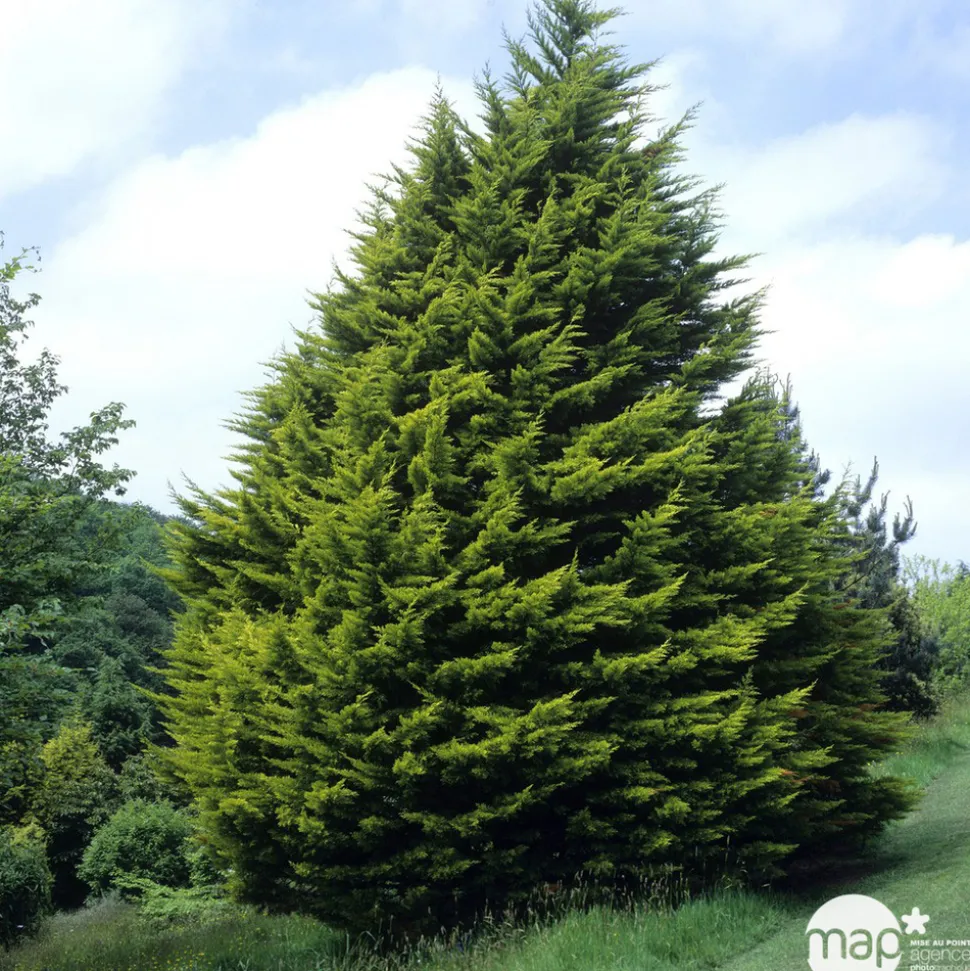Cupressus macrocarpa Goldcrest : pot d.13cm