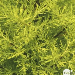 Cupressus macrocarpa Goldcrest : pot d.13cm
