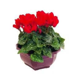 Cyclamen mini en coupe