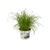 Cypérus - Herbe à chat : plante Ø12cm pot