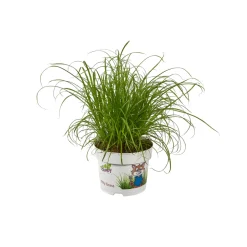 Cypérus - Herbe à chat : plante Ø12cm pot
