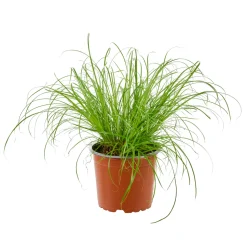 Cypérus - Herbe à chat : plante Ø12cm pot