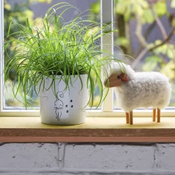 Cypérus - Herbe à chat : plante Ø12cm pot