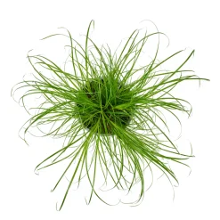 Cypérus - Herbe à chat : plante Ø12cm pot