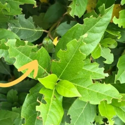 DÉCAMP' - Nématodes hb anti otiorhynques 5m - 10m²