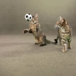 DÉCOWEB - Moquette d'extérieur sur plots - terrasse et balcon - beige sable - rouleau de 1.33m x 32m